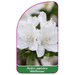 Azalea japonica 'Albiflorum' - A