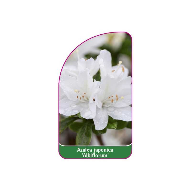 azalea-japonica-albiflorum-1