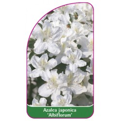 Azalea japonica 'Albiflorum' - B