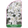azalea-japonica-albiflorum-b1
