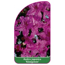 Azalea japonica 'Konigstein' - B