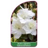 azalea-japonica-schneewittchen-b1