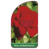 roza-wielkokwiatowa-210-mini1