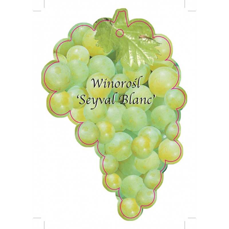 winorosl-seyvla-blanc-jumbo1