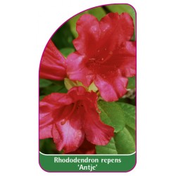 Rhododendron repens 'Antje' - A