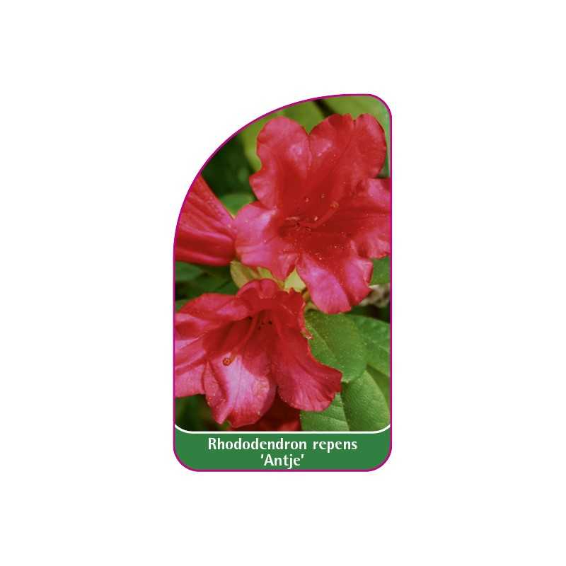 rhododendron-repens-antje-a1