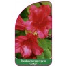rhododendron-repens-antje-a1