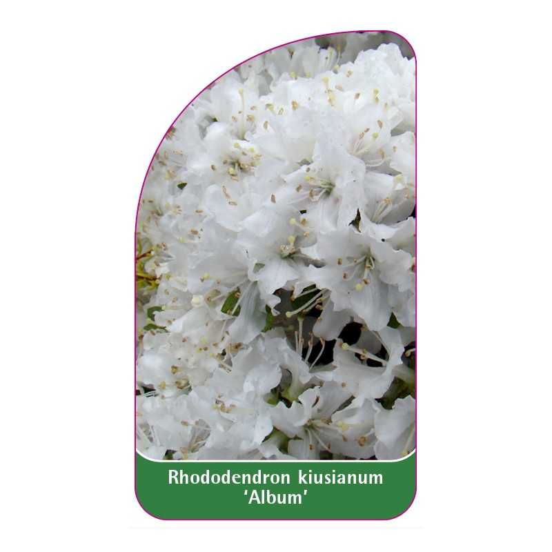 rhododendron-kiusianum-album-1