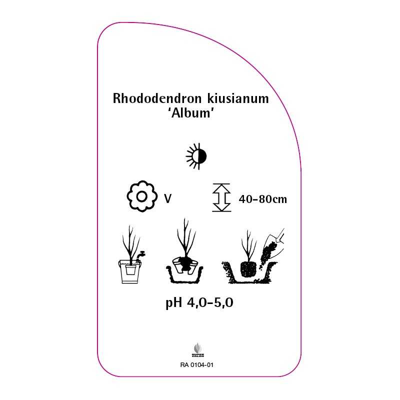 rhododendron-kiusianum-album-0