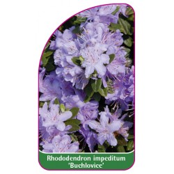 Rhododendron impeditum 'Buchlovice' (mini)