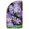 rhododendron-impeditum-buchlovice-mini1