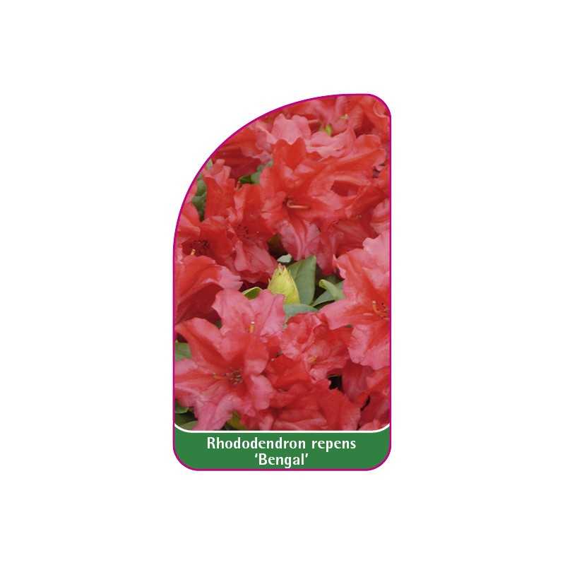rhododendron-repens-bengal-mini-c1