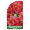 rhododendron-repens-bengal-mini-c1