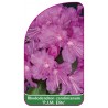 rhododendron-carolinianum-pjm-elite-mini1