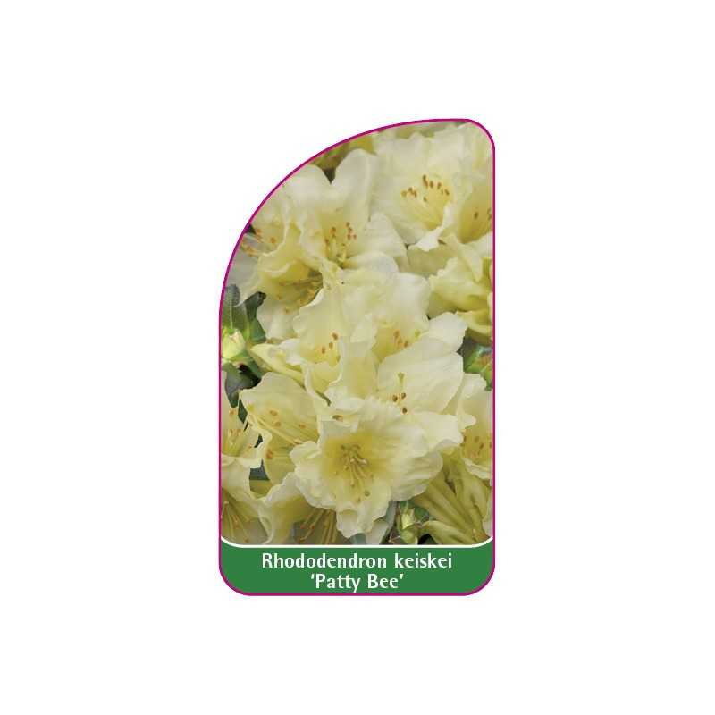 rhododendron-keiskei-patty-bee-mini1
