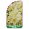 rhododendron-keiskei-patty-bee-mini1