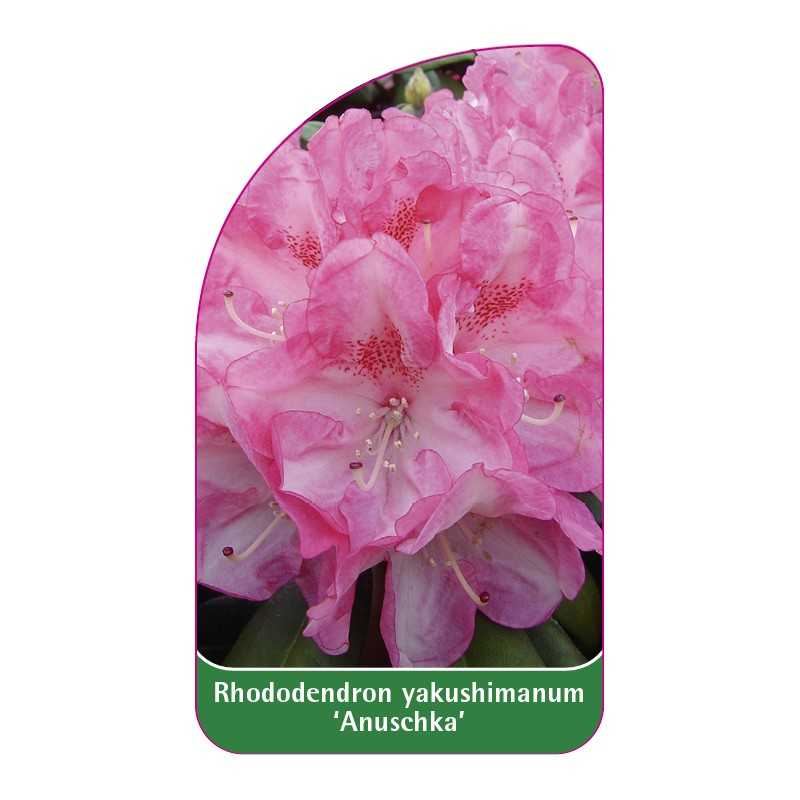 rhododendron-yakushimanum-anuschka-1