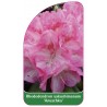 rhododendron-yakushimanum-anuschka-1