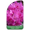 rhododendron-williamsianum-august-lamken-1