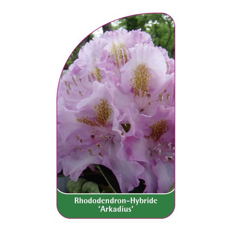 rhododendron-arkadius-1