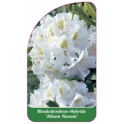Rhododendron 'Album Novum'