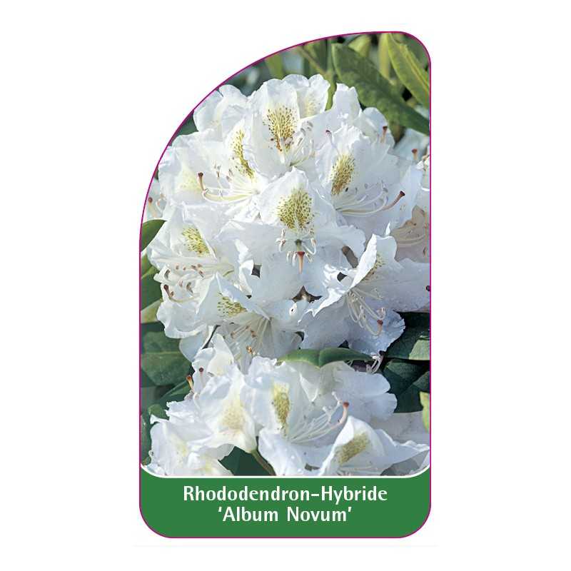 rhododendron-album-novum-1