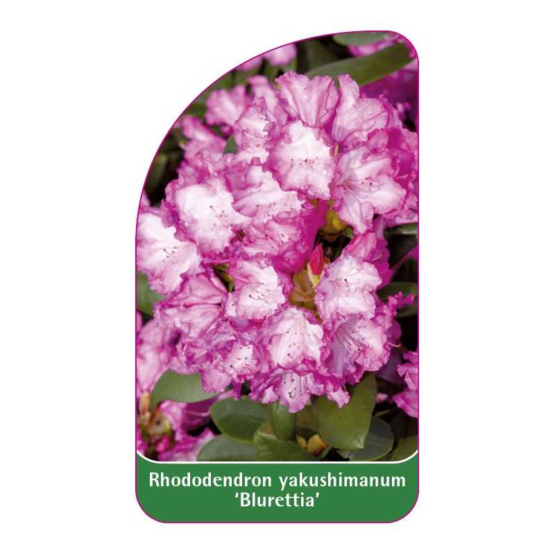 rhododendron-yakushimanum-blurettia-b1
