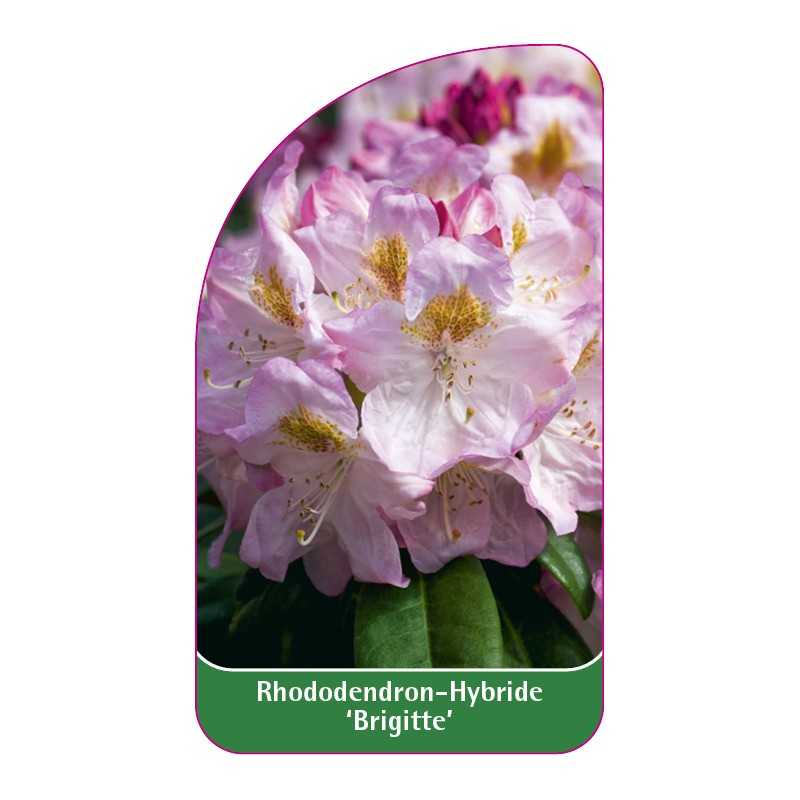 rhododendron-brigitte-1