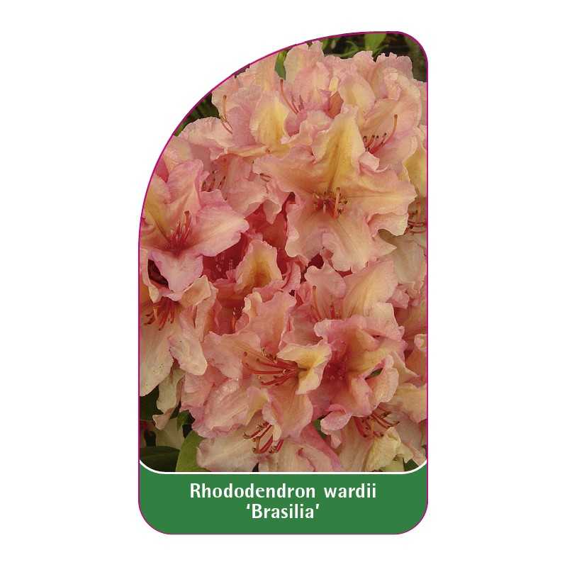 rhododendron-wardii-brasilia-1