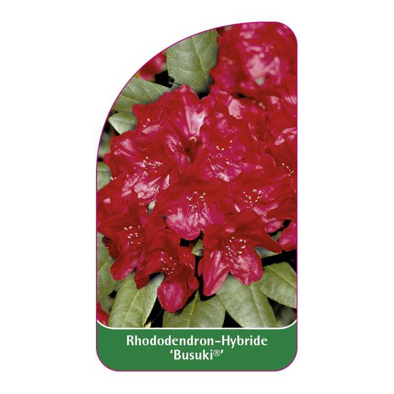 rhododendron-busuki-1