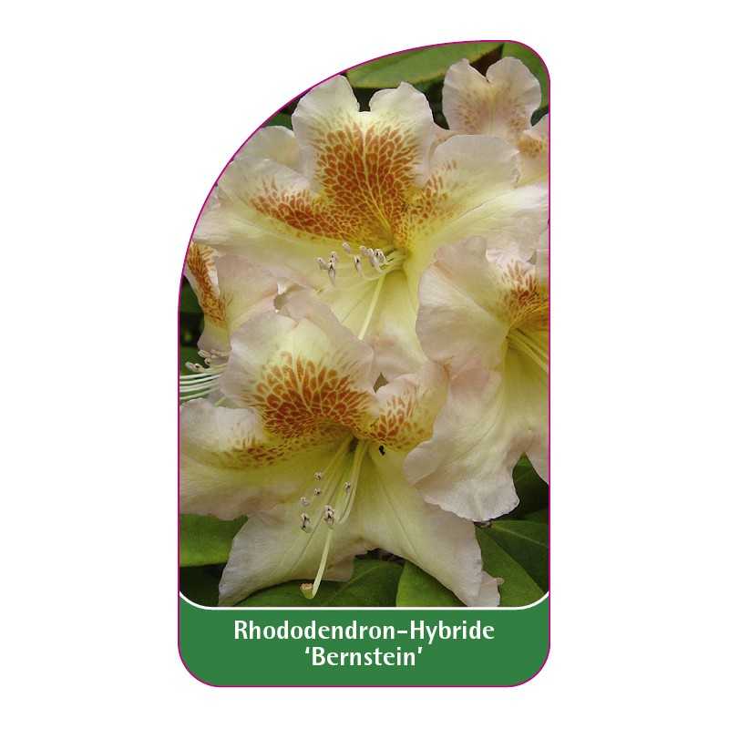 rhododendron-bernstein-1