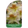 rhododendron-bernstein-1