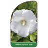 hibiscus-syriacus-weiss-b1
