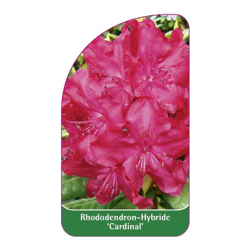 rhododendron-cardinal-1