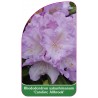 rhododendron-yakushimanum-caroline-allbrook-1