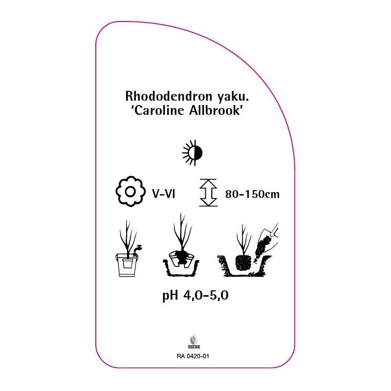 rhododendron-yakushimanum-caroline-allbrook-0