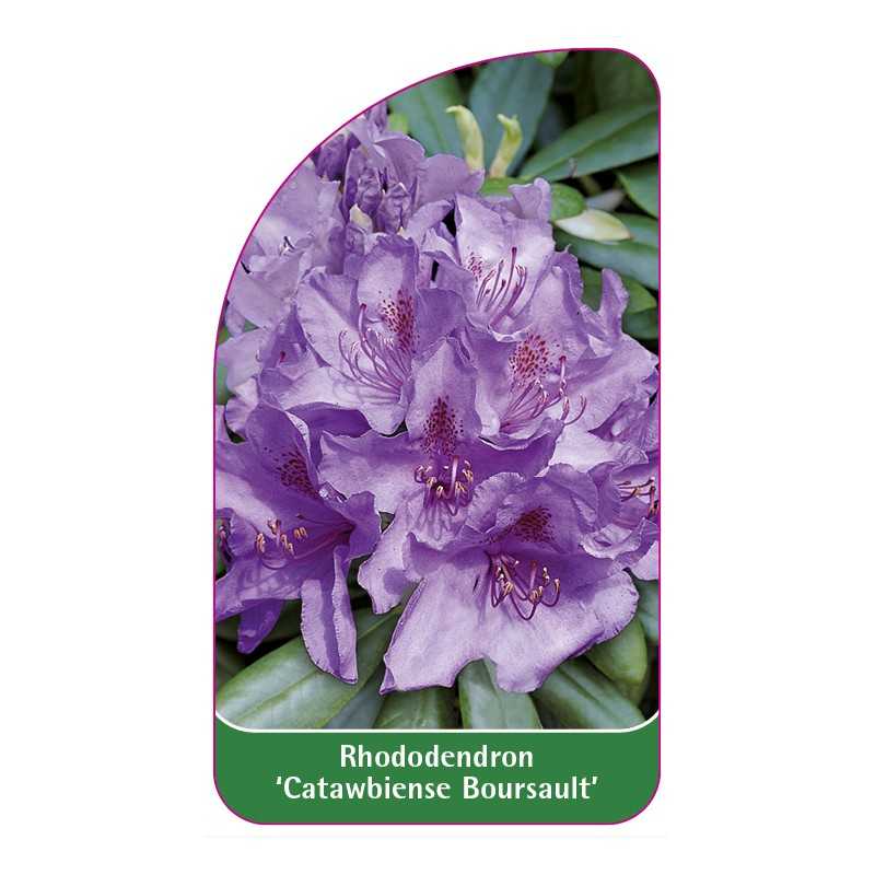rhododendron-catawbiense-boursault-1