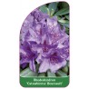 rhododendron-catawbiense-boursault-1