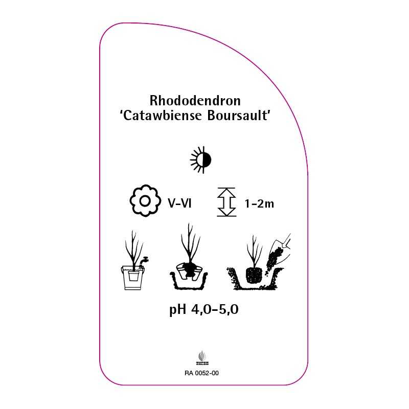 rhododendron-catawbiense-boursault-0