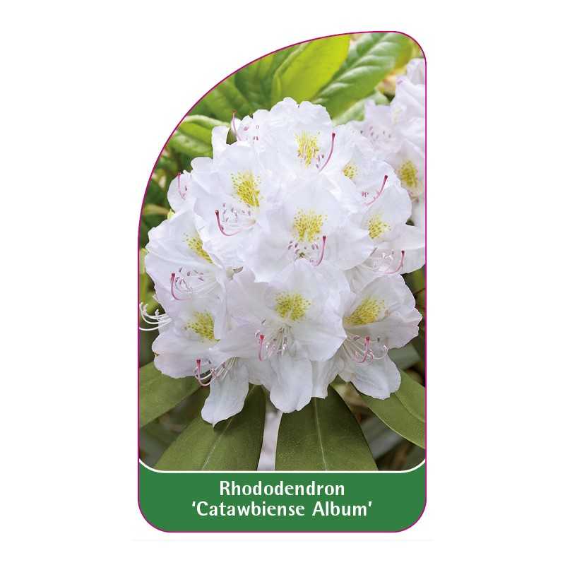 rhododendron-catawbiense-album-1