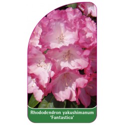 Rhododendron yakushimanum 'Fantastica' - B