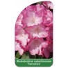 rhododendron-yakushimanum-fantastica-b1