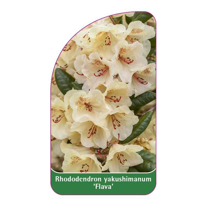 rhododendron-yakushimanum-flava-1
