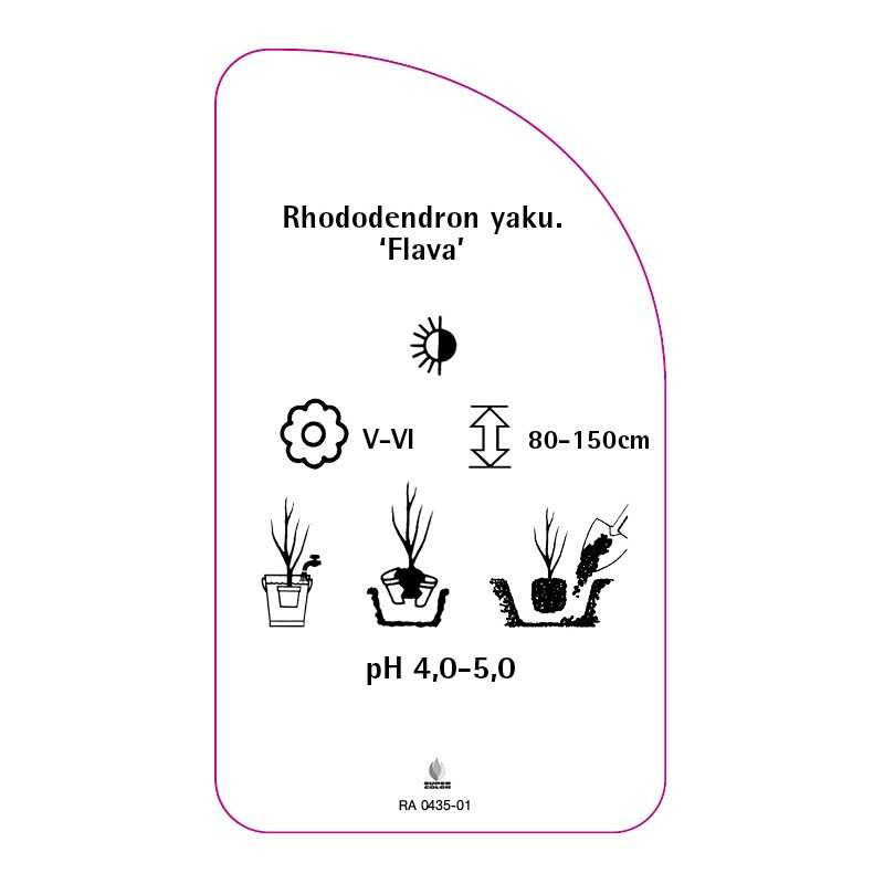 rhododendron-yakushimanum-flava-0