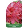 rhododendron-franceska-1