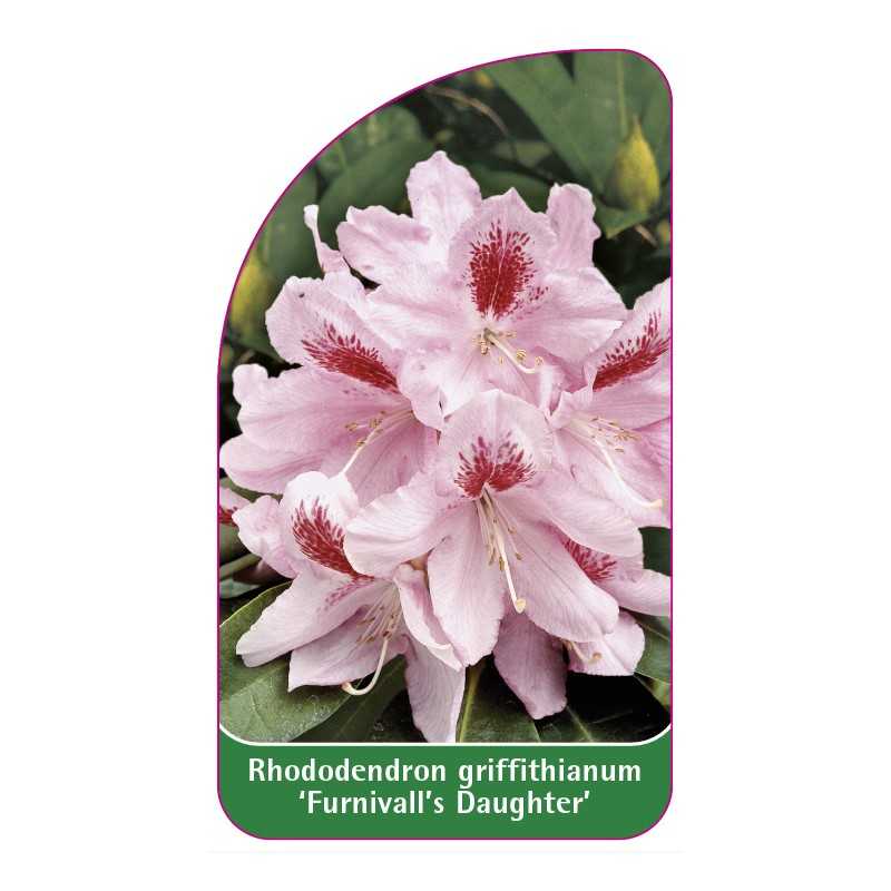 rhododendron-griffithanum-furnival-s-daughter-1