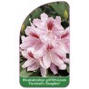 rhododendron-griffithanum-furnival-s-daughter-1