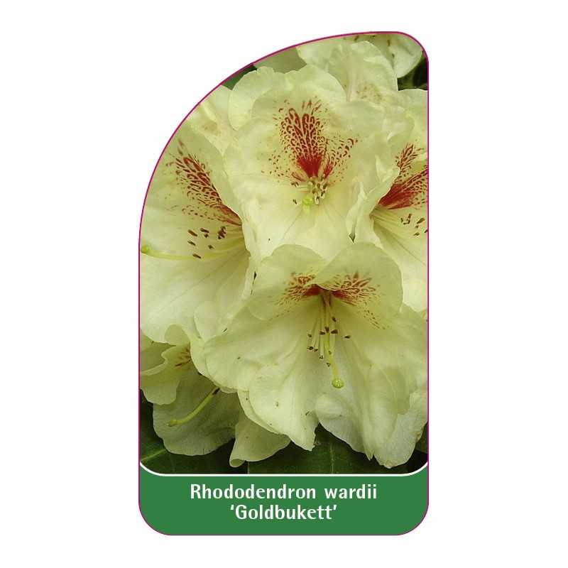 rhododendron-wardii-goldbukett-1