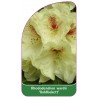 rhododendron-wardii-goldbukett-1