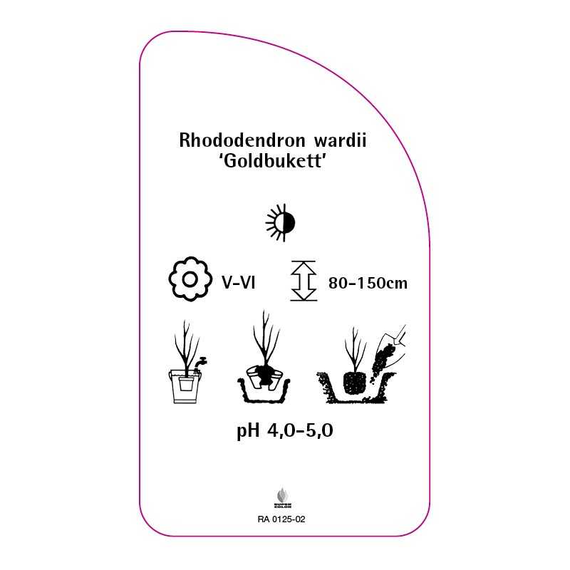 rhododendron-wardii-goldbukett-0
